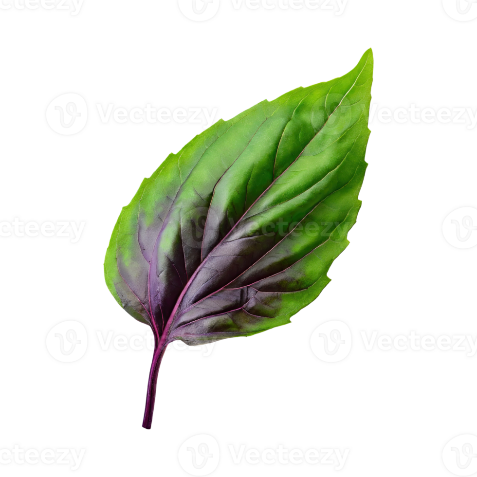 AI generated Green And Purple Basil Leaf, Without Shadow,Isolated Transparent Background png