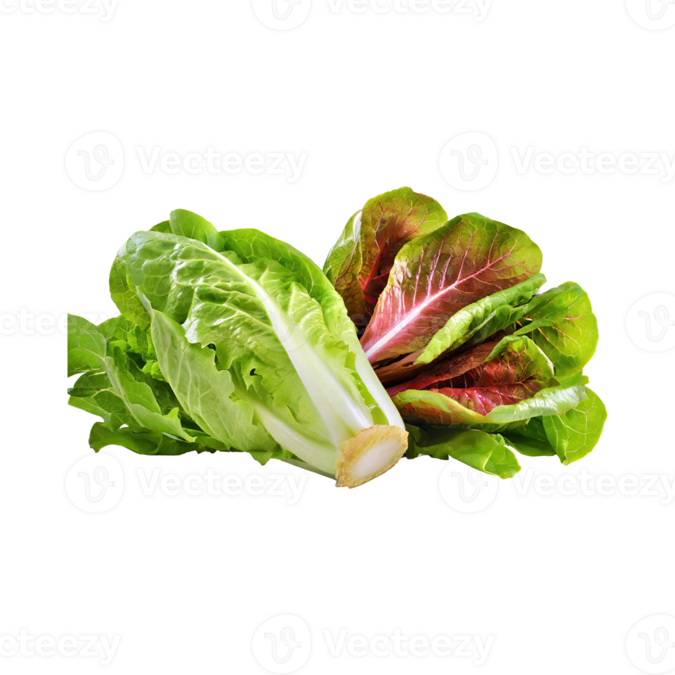 AI generated Green And Red Romaine Lettuce, Isolated Transparent Background png