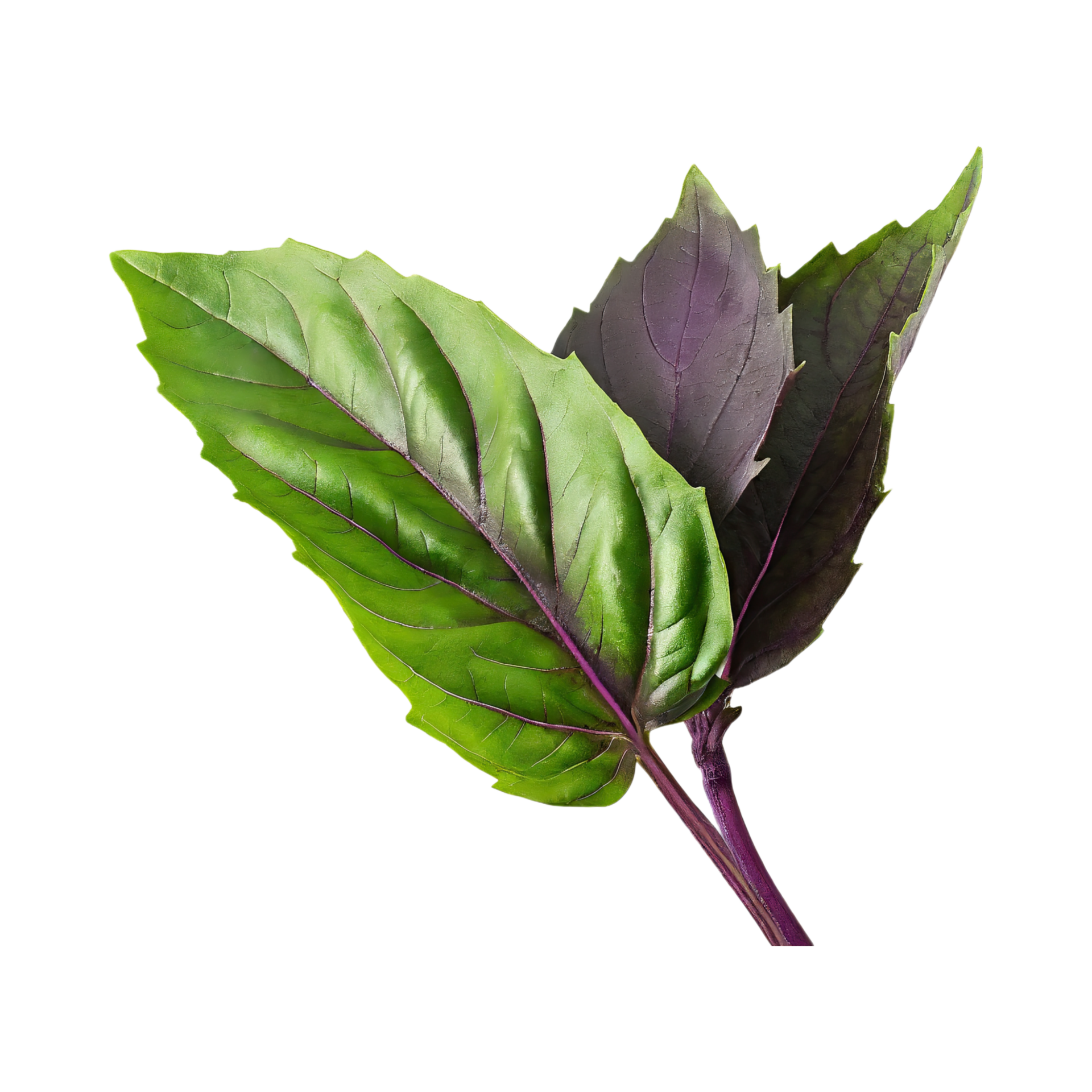 AI generated Green And Purple Basil Leaf, Without Shadow,Isolated Transparent Background