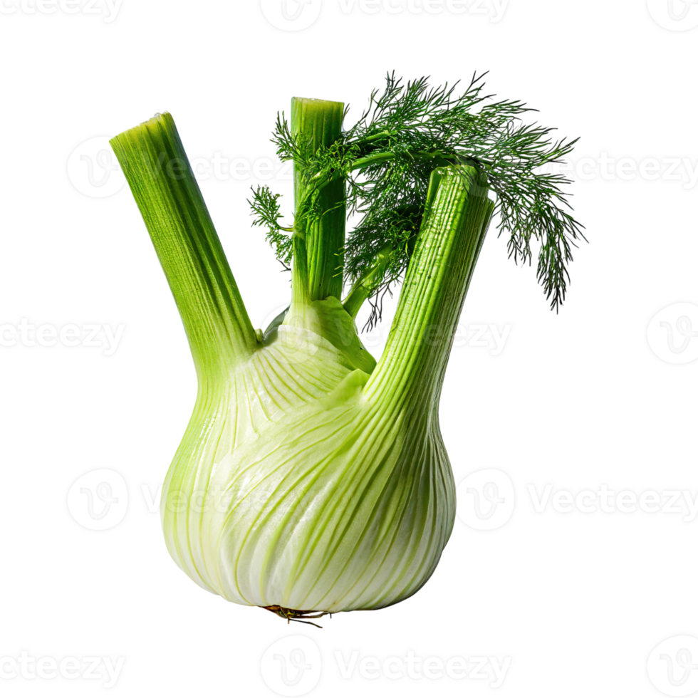 AI generated Green Fennel Bulb With Feathery Leaves, Without Shadow, Isolated Background png
