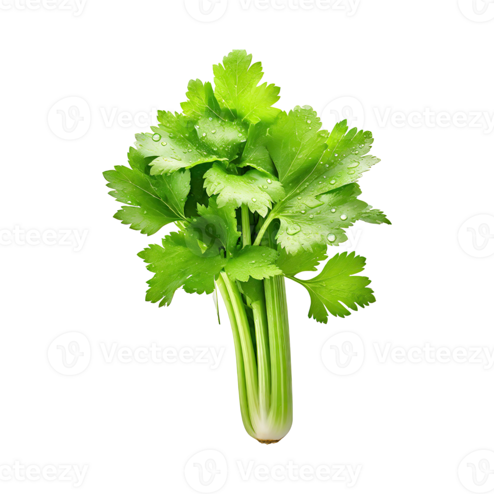 AI generated Bunch Of Fresh Green Leaf Of Celery With Water Drop, Isolated Background png