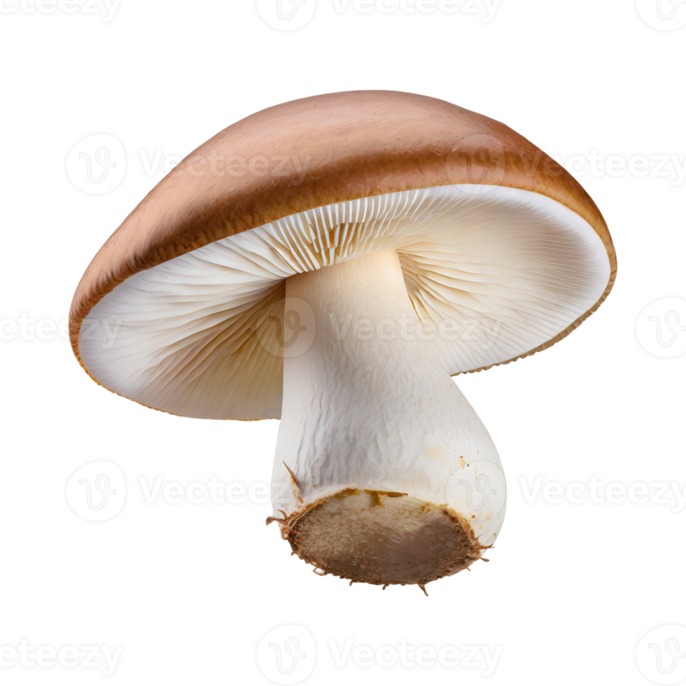 AI generated Floating White Mushroom With A Brown Cap, Without Shadow, Isolated Background png