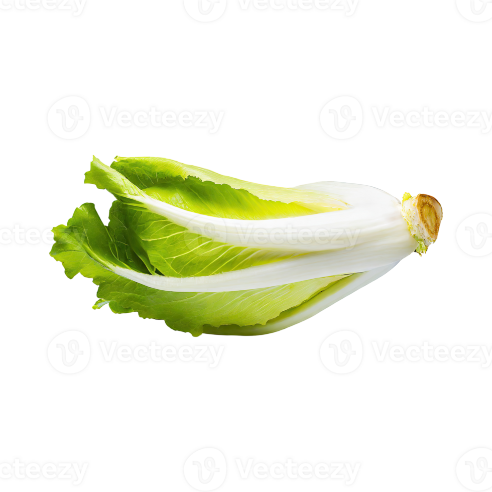 AI generated Floating Of Endive With A Crisp Texture With Sliced, Without Shadow, Isolated Transparent Background png