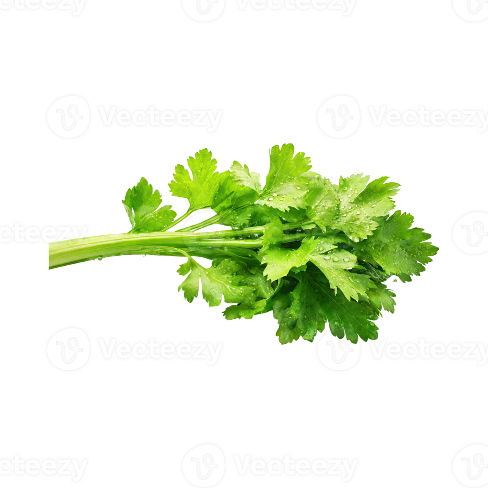 AI generated Bunch Of Fresh Green Leaf Of Celery With Water Drop, Isolated Background png