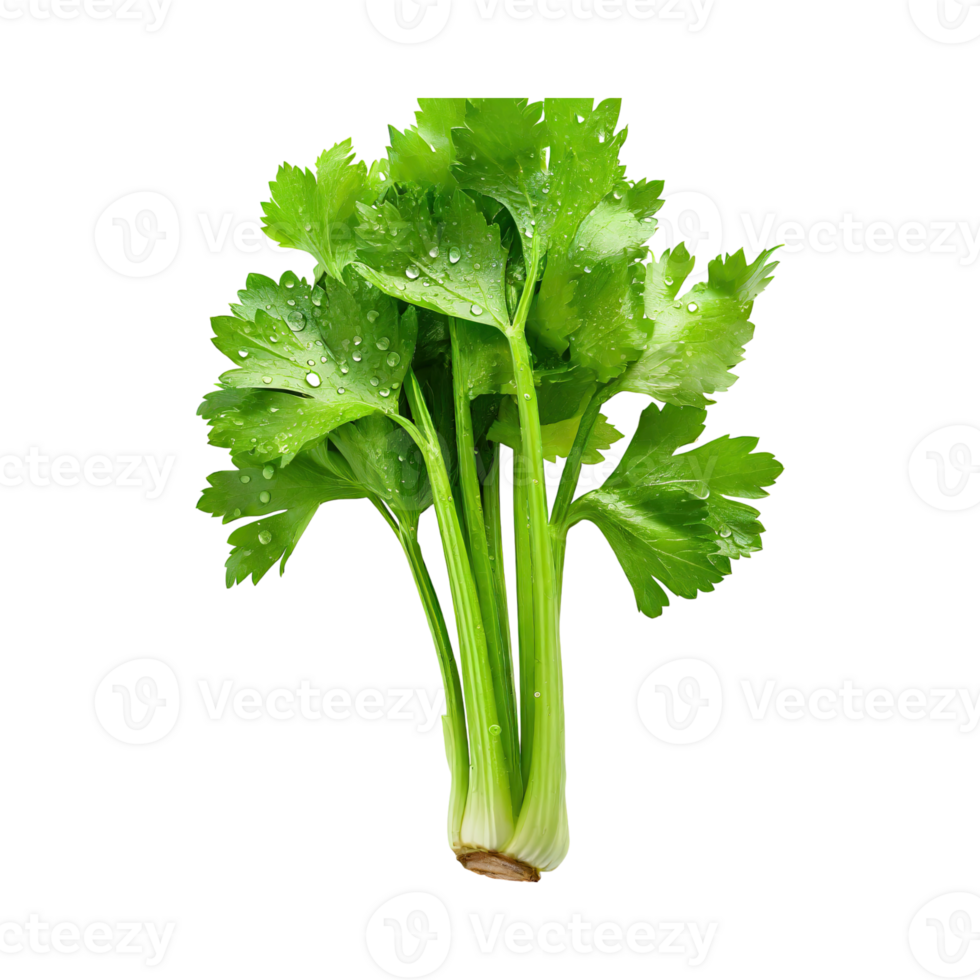 AI generated Bunch Of Fresh Green Leaf Of Celery With Water Drop, Isolated Background png