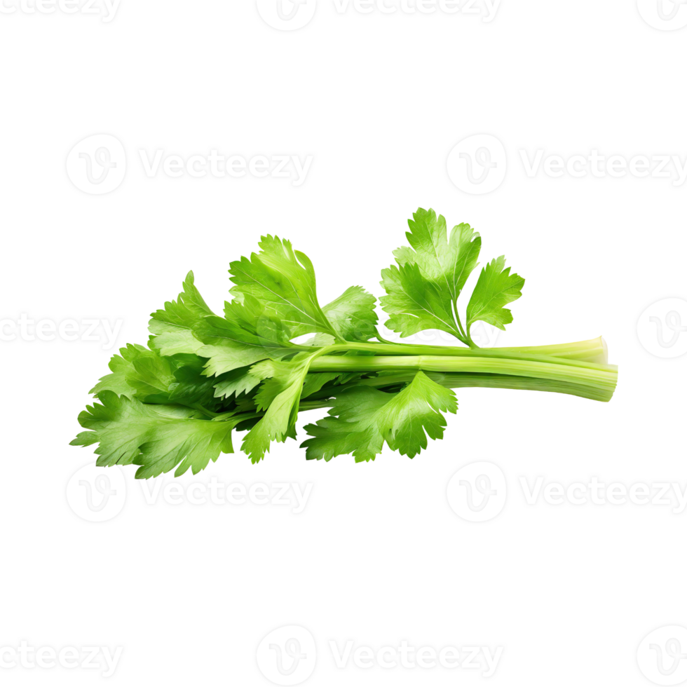 AI generated Bunch Of Fresh Green Leaf Of Celery With Water Drop, Isolated Background png