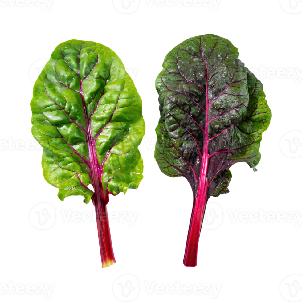 AI generated Bunch Of Green And Purple Swiss Chard With A Leafy Texture, Isolated Transparent Background png