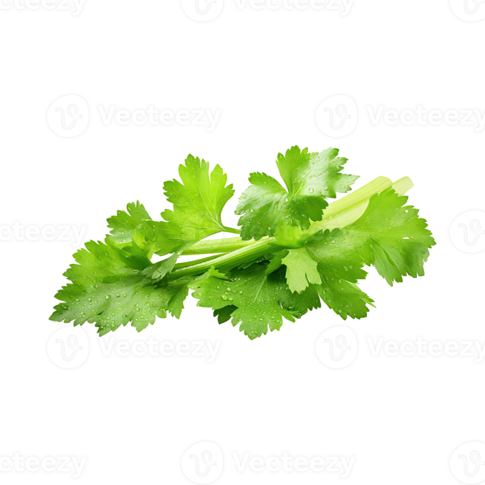 AI generated Bunch Of Fresh Green Leaf Of Celery With Water Drop, Isolated Background png