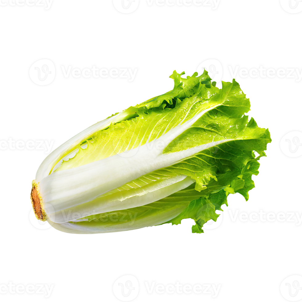 AI generated Floating Of Endive With A Crisp Texture, Isolated Transparent Background png