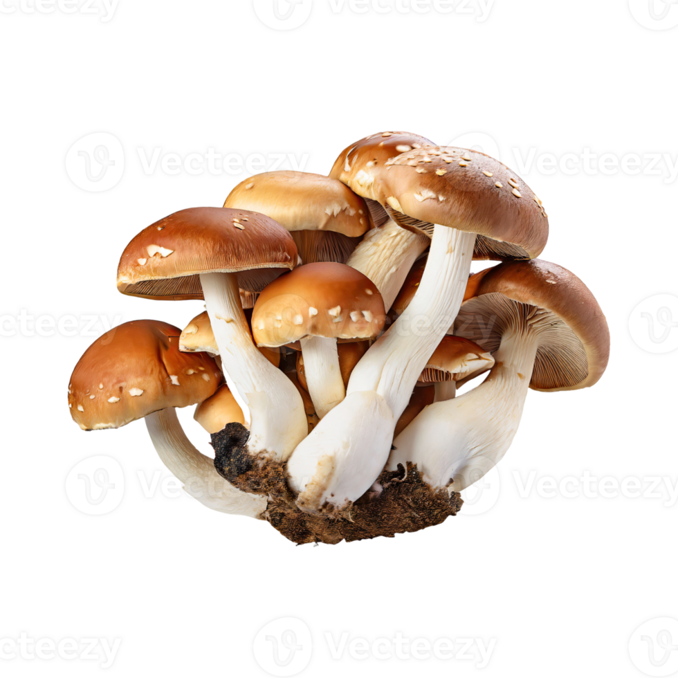 AI generated Floating Bunch Of Mushroom With A Brown Cap, Without Shadow, Blank White Isolated Background png