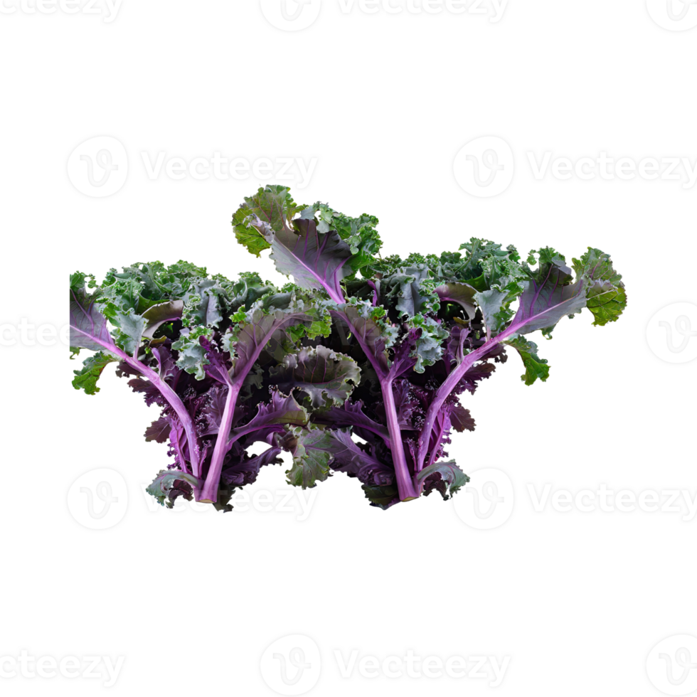 AI generated Floating Of Bunches Purple Kale With Curly Edges, Isolated Transparent Background png