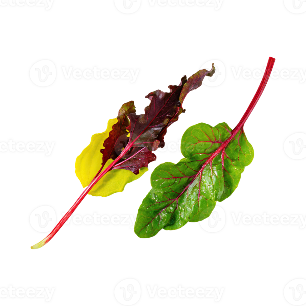 AI generated Floating Of Green And Red Sorrel With A Lemony Flavor, Isolated Transparent Background png