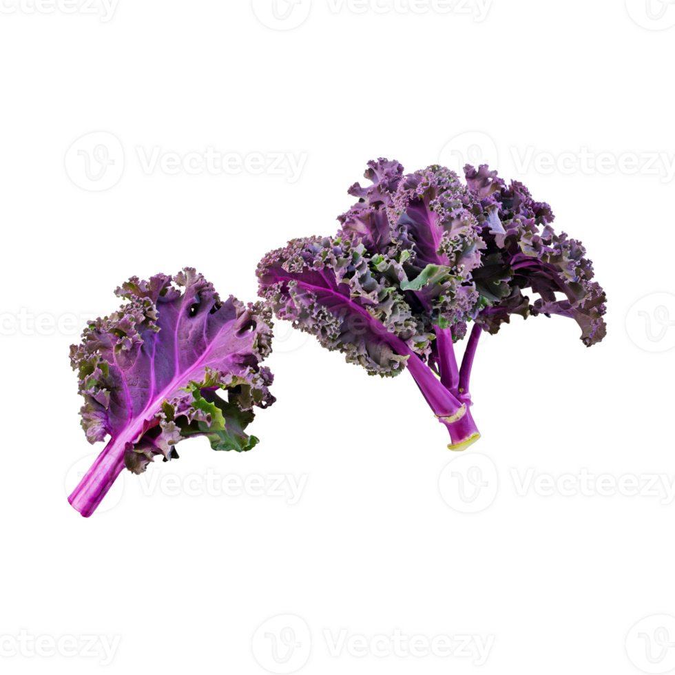 AI generated Floating Of Bunches Purple Kale With Curly Edges, Isolated Transparent Background png