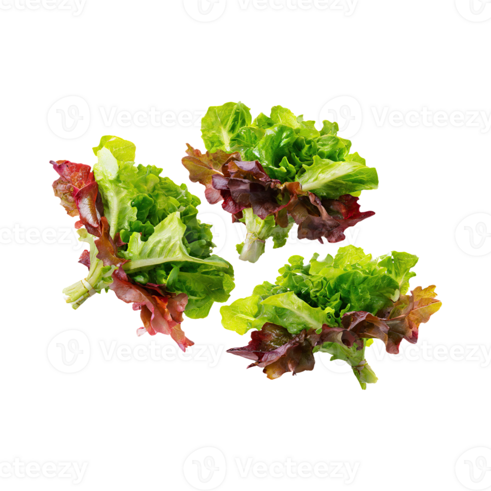 AI generated Floating Of Bunches Green And Red Lettuce With A Crunchy Texture, Isolated Transparent Background png