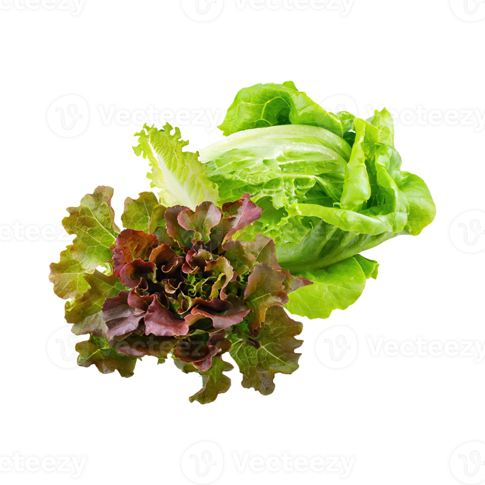 AI generated Floating Of Bunches Green And Red Lettuce With A Crunchy Texture, Isolated Transparent Background png