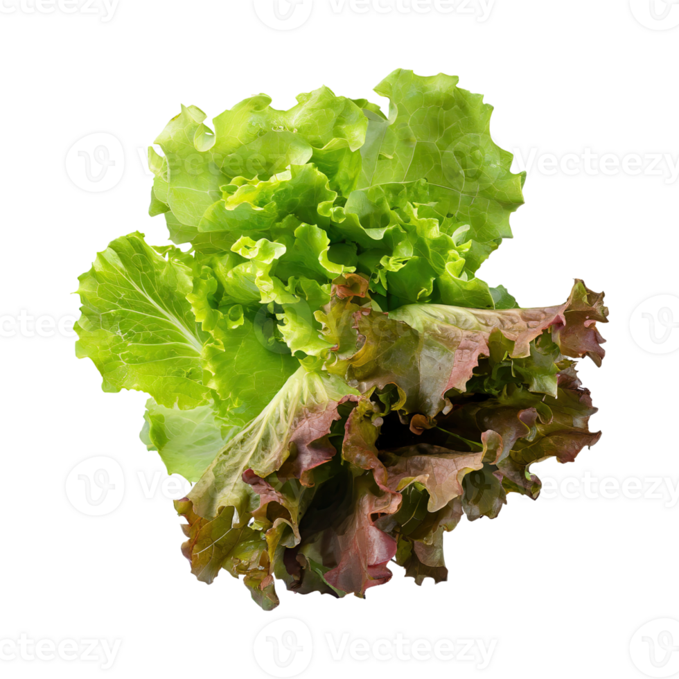AI generated Floating Of Bunches Green And Red Lettuce With A Crunchy Texture, Isolated Transparent Background png