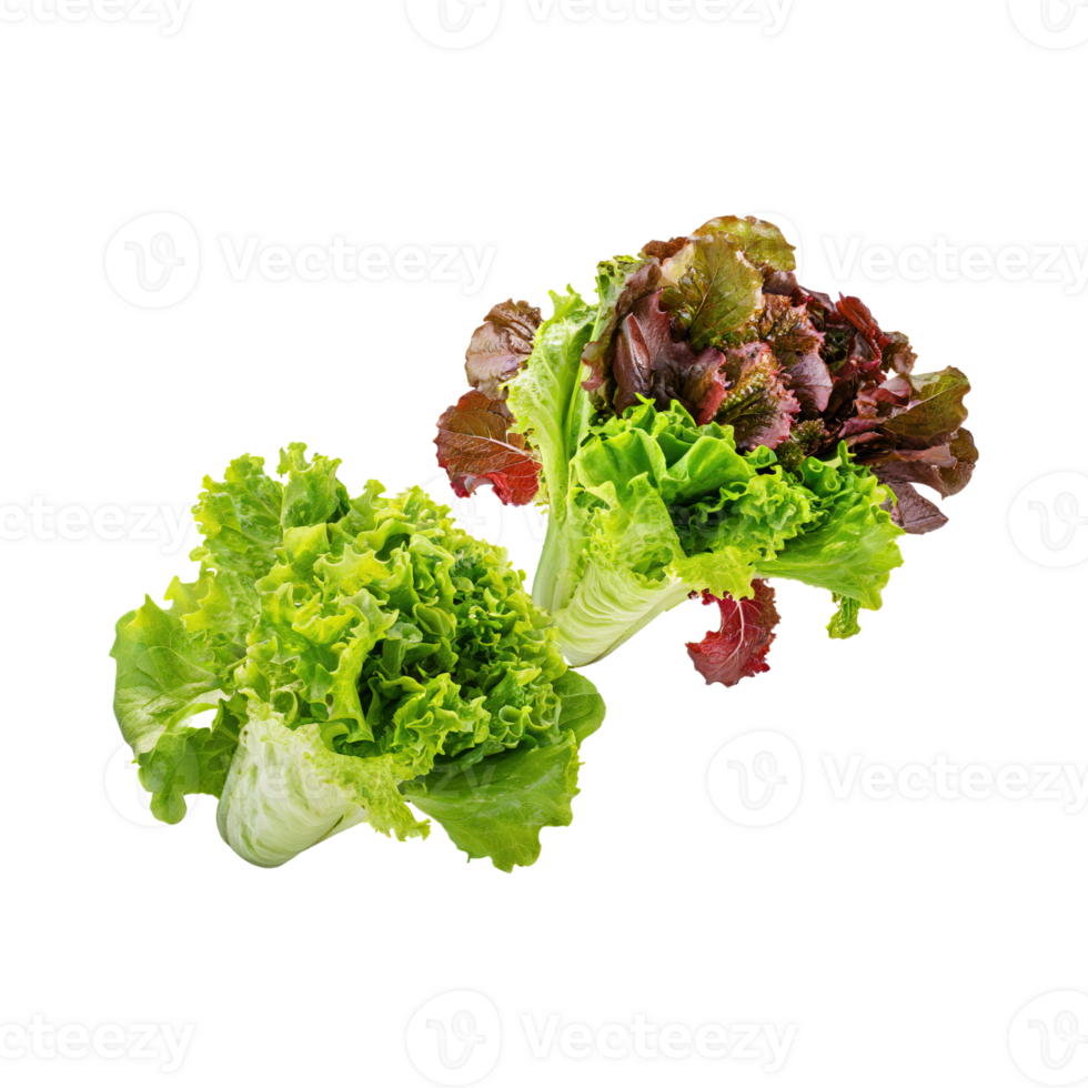 AI generated Floating Of Bunches Green And Red Lettuce With A Crunchy Texture, Isolated Transparent Background png