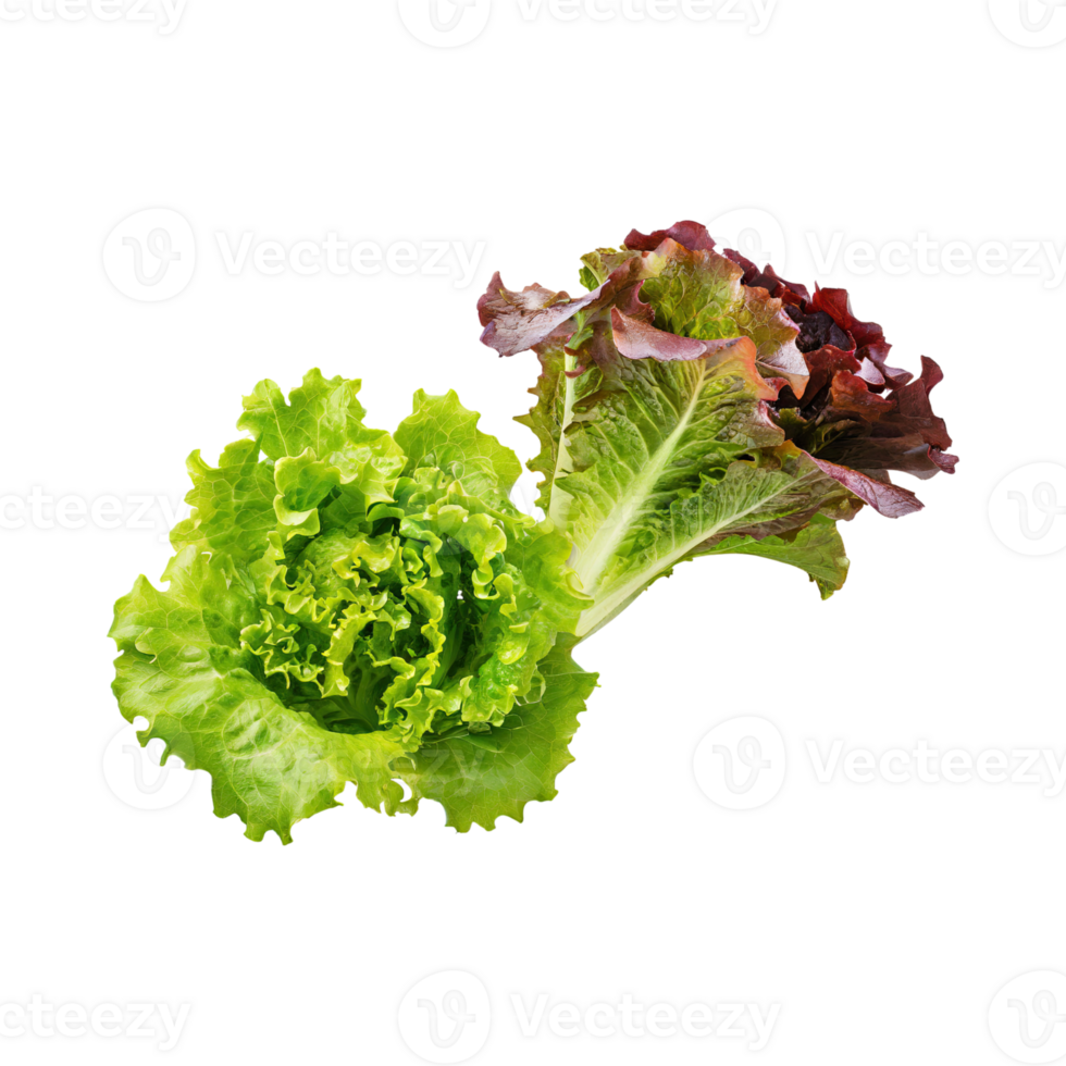 AI generated Floating Of Bunches Green And Red Lettuce With A Crunchy Texture, Isolated Transparent Background png