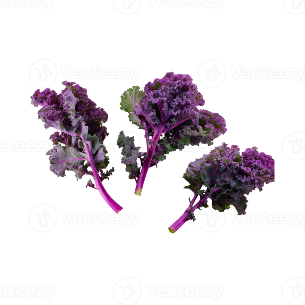 AI generated Floating Of Bunches Purple Kale With Curly Edges, Isolated Transparent Background png