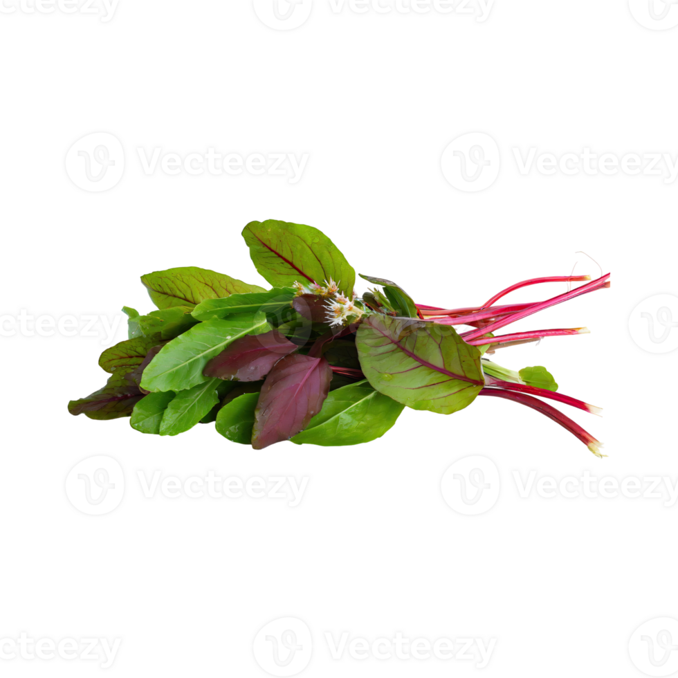 AI generated Floating Of Green And Red Sorrel With A Lemony Flavor, Isolated Transparent Background png