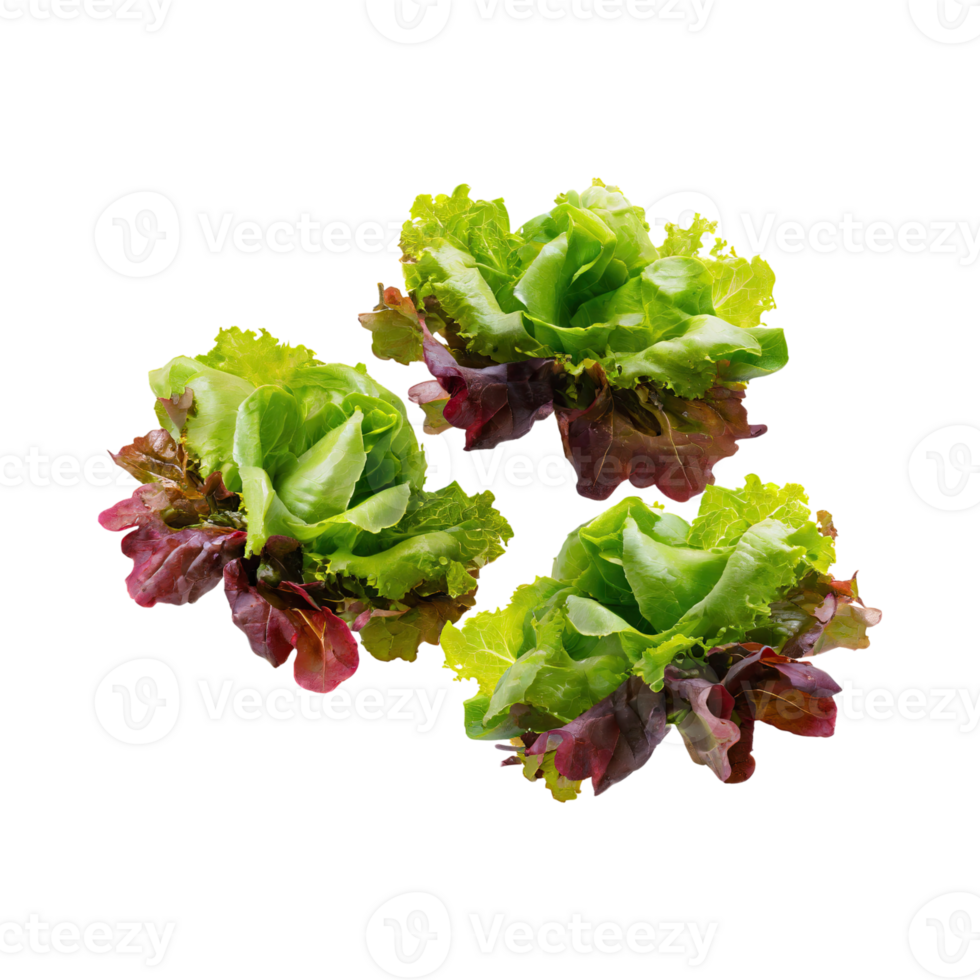 AI generated Floating Of Bunches Green And Red Lettuce With A Crunchy Texture, Isolated Transparent Background png