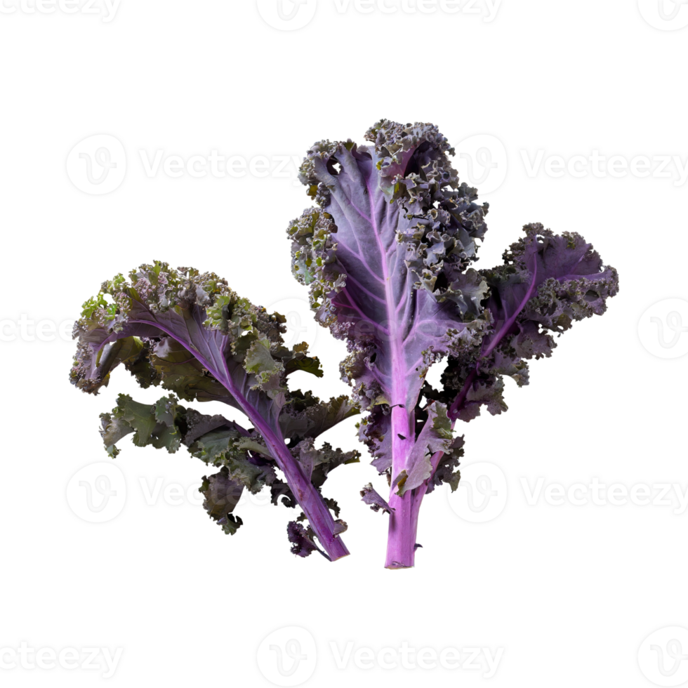 AI generated Floating Of Bunches Purple Kale With Curly Edges, Isolated Transparent Background png