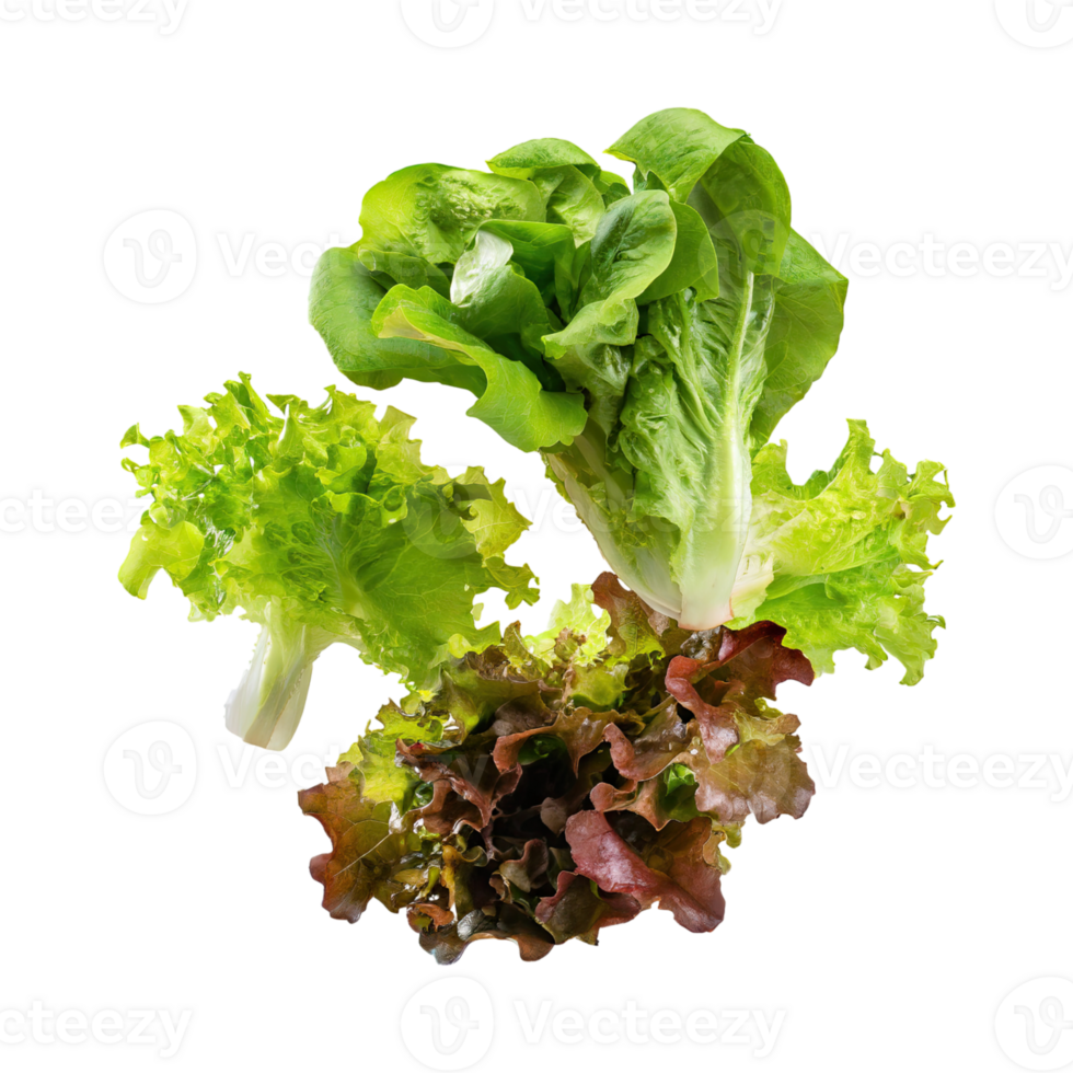 AI generated Floating Of Bunches Green And Red Lettuce With A Crunchy Texture, Isolated Transparent Background png