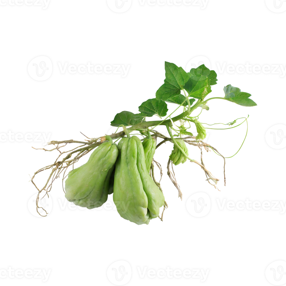 AI generated Slices Of Fresh Chayote, Without Shadow, Isolated Transparent Background png
