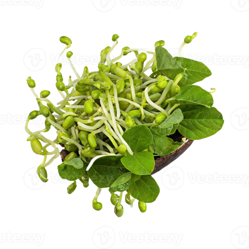 AI generated Floating Bunches Of Bean Sprouts, Without Shadow, Isolated Transparent Background png