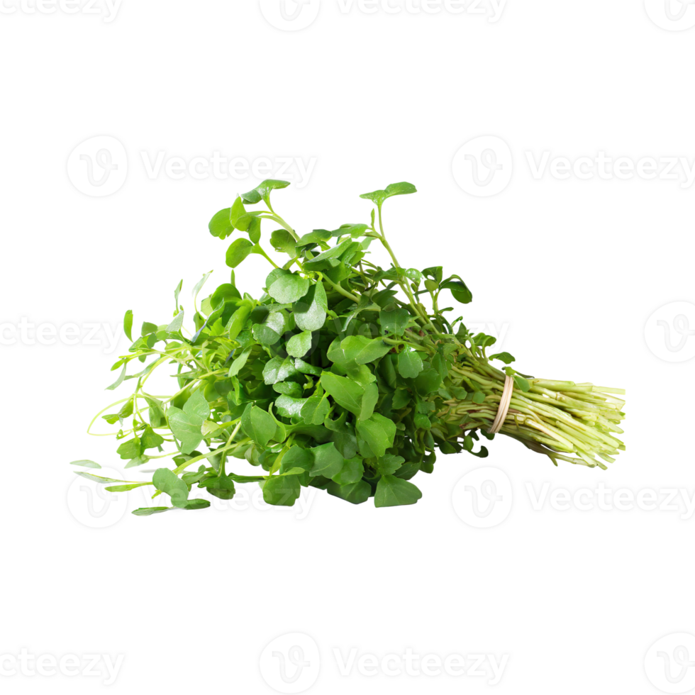 AI generated Bunches Green And White Watercress With A Peppery Taste, Isolated Transparent Background png