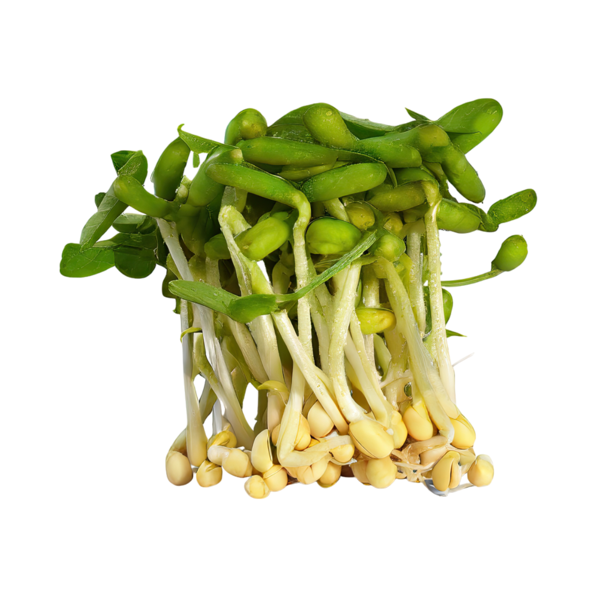 AI generated Floating Bunches Of Bean Sprouts, Without Shadow, Isolated