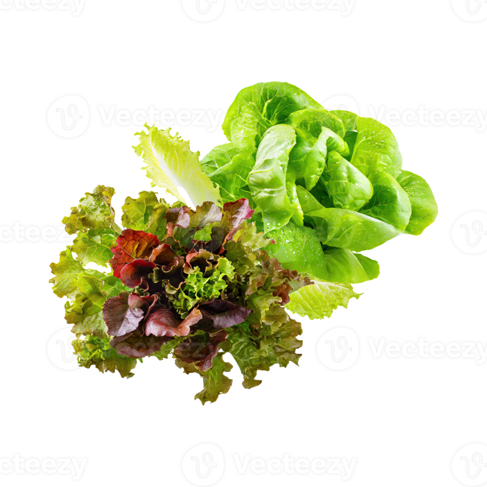 AI generated Floating Of Bunches Green And Red Lettuce With A Crunchy Texture, Isolated Transparent Background png
