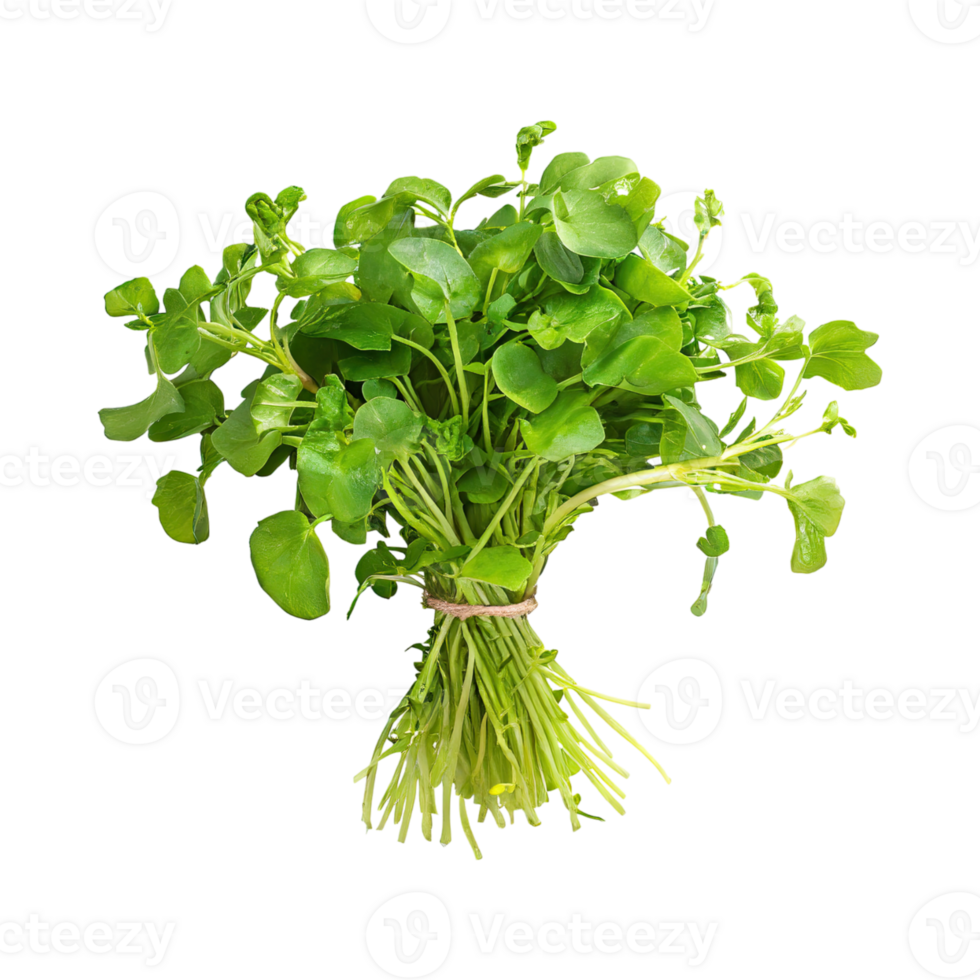 AI generated Bunches Green And White Watercress With A Peppery Taste, Isolated Transparent Background png