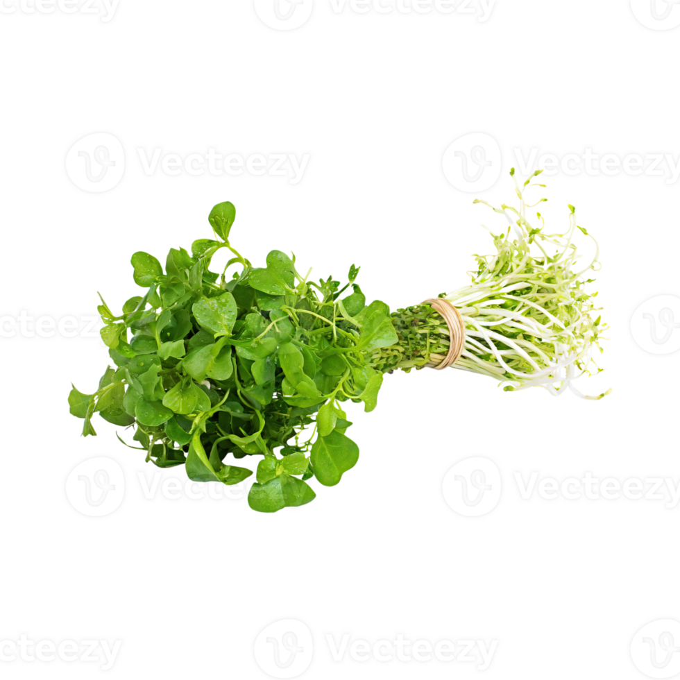 AI generated Bunches Green And White Watercress With A Peppery Taste, Isolated Transparent Background png
