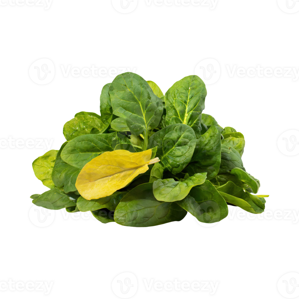 AI generated Green And Yellow Spinach With A Leafy Texture, Without Shadow, Isolated Transparent Background png