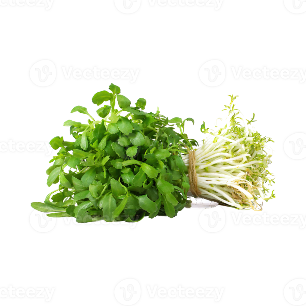 AI generated Bunches Green And White Watercress With A Peppery Taste, Isolated Transparent Background png