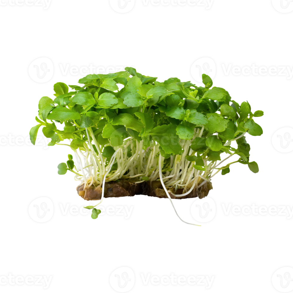 AI generated Floating Of Green And White Watercress With A Peppery Taste, Without Shadow, Isolated Transparent Background png