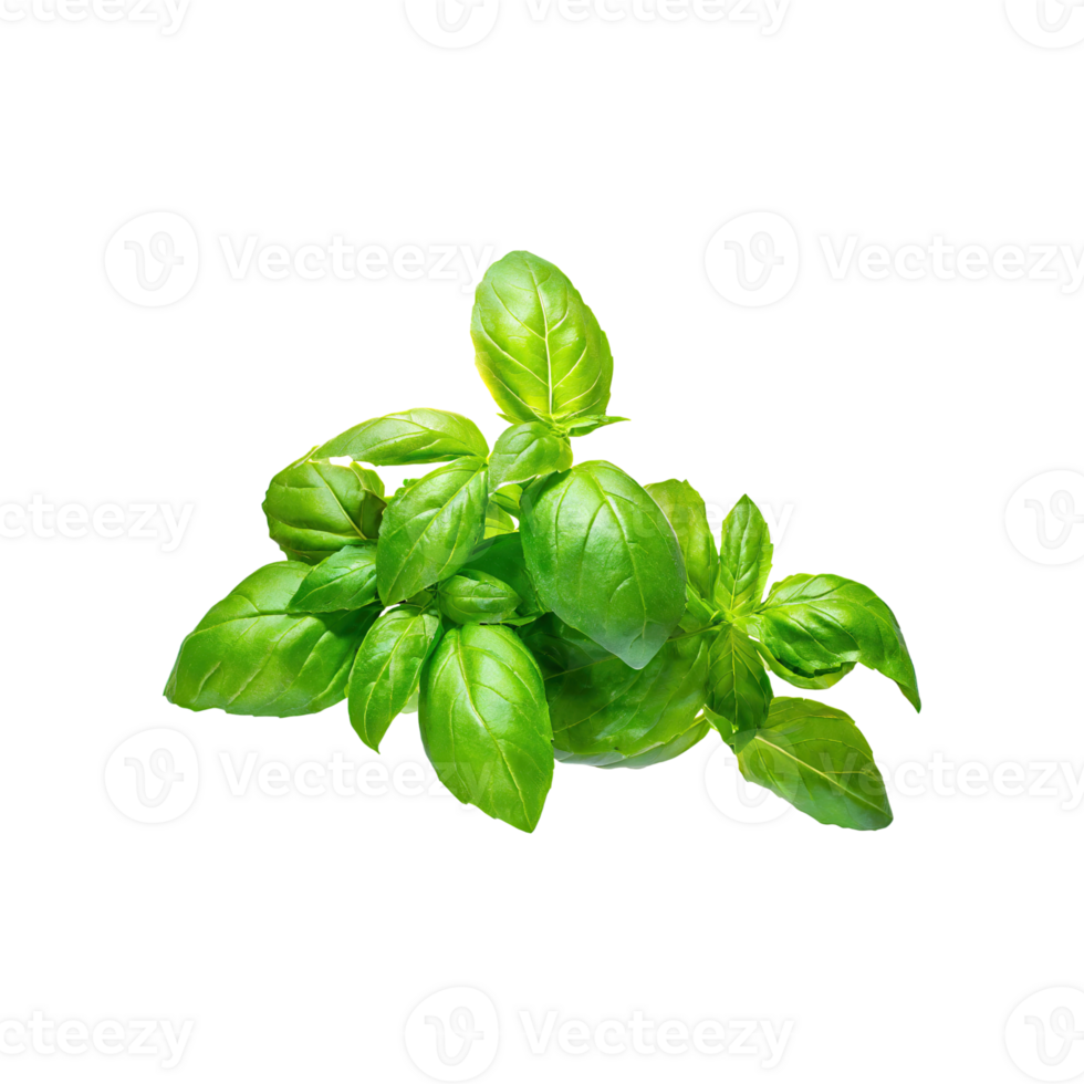 AI generated Floating Bunch Of Fresh Green Basil Leaves, Isolated Transparent Background png