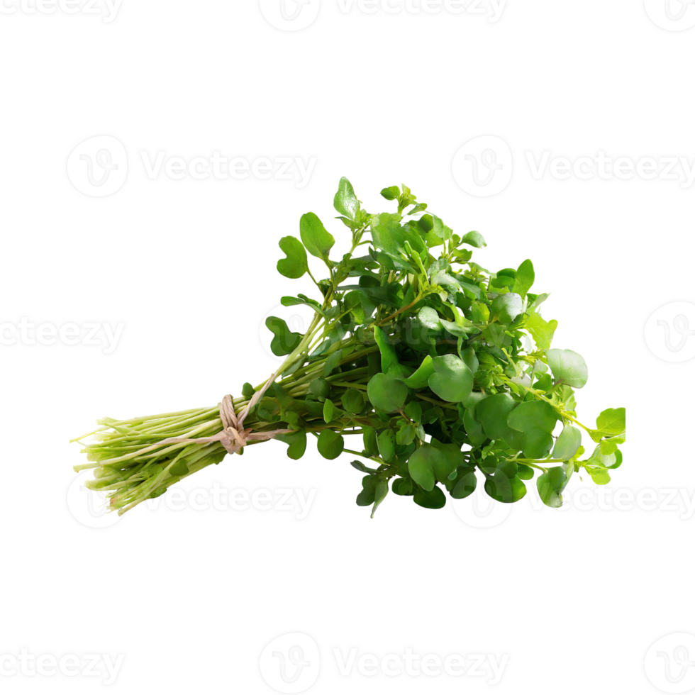 AI generated Bunches Green And White Watercress With A Peppery Taste, Isolated Transparent Background png