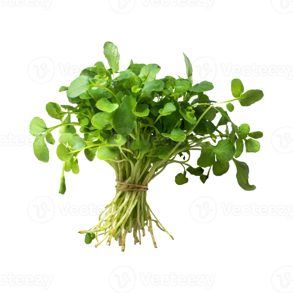 AI generated Bunches Green And White Watercress With A Peppery Taste, Isolated Transparent Background png