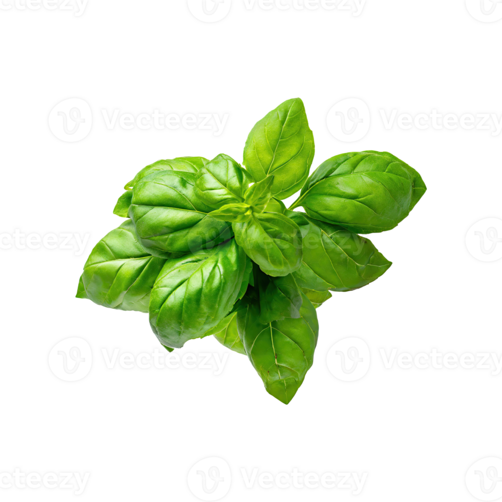 AI generated Floating Bunch Of Fresh Green Basil Leaves, Isolated Transparent Background png