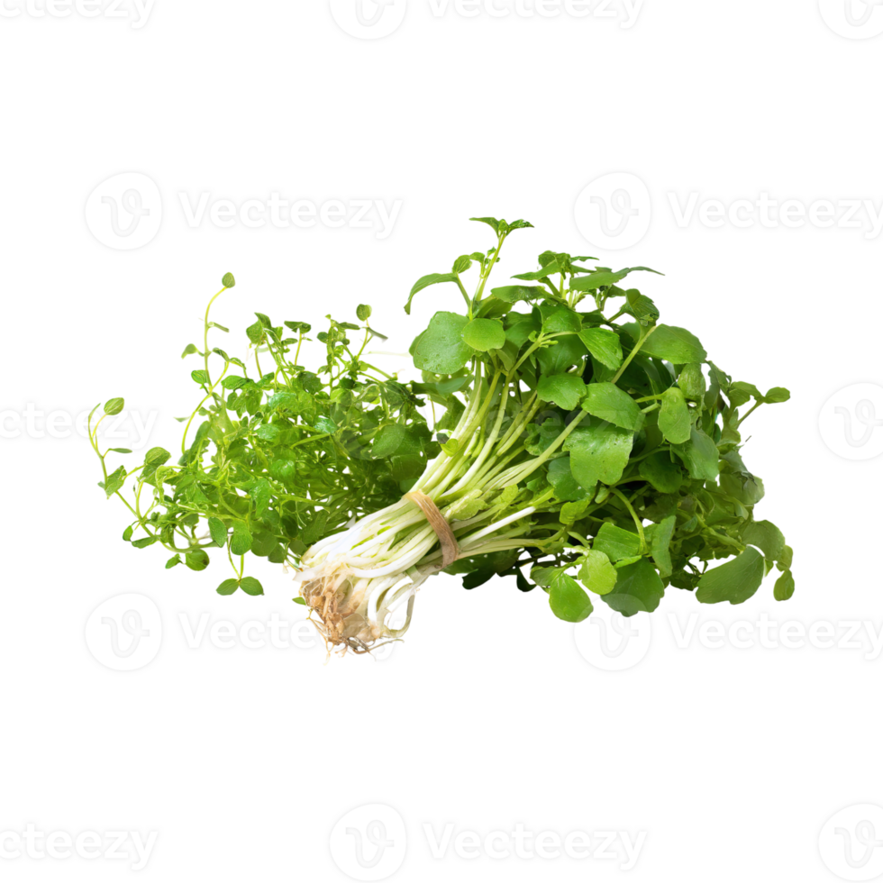 AI generated Bunches Green And White Watercress With A Peppery Taste, Isolated Transparent Background png