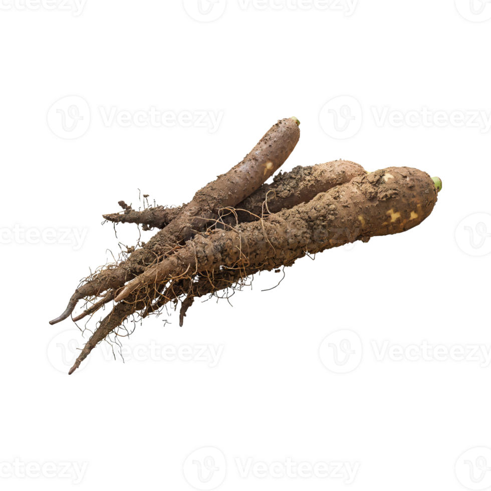 AI generated Floating Of Brown Cassava With Sliced Of Cassava,Earthy, Root ,Isolated Transparent Background png