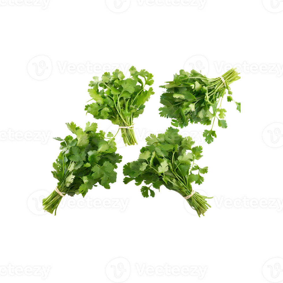 AI generated Bunches Of Dried Green Coriander Leaves, Without Shadow, Isolated Transparent Background png
