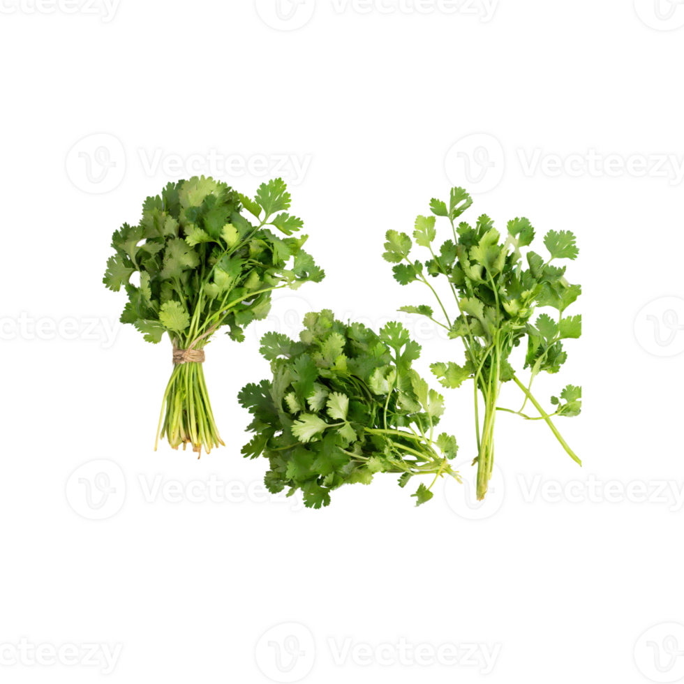AI generated Bunches Of Dried Green Coriander Leaves, Without Shadow, Isolated Transparent Background png