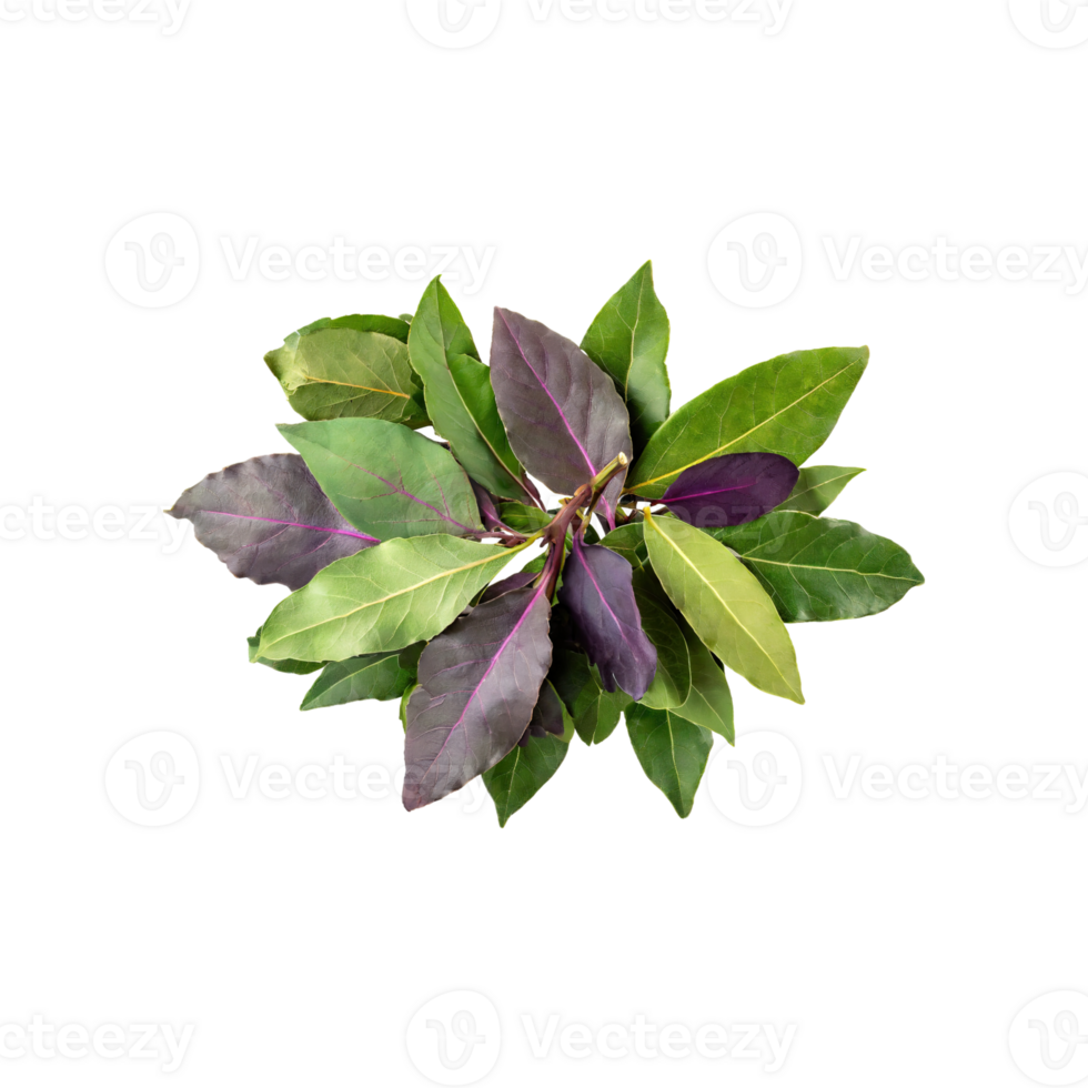 AI generated Floating Of Cluster Of Green And Purple Bay Leaves, Isolated Transparent Background png