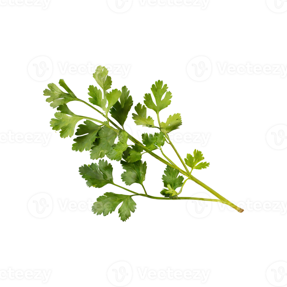 AI generated Sprig Of Dried Green Coriander Leaves, Without Shadow, Isolated Transparent Background png