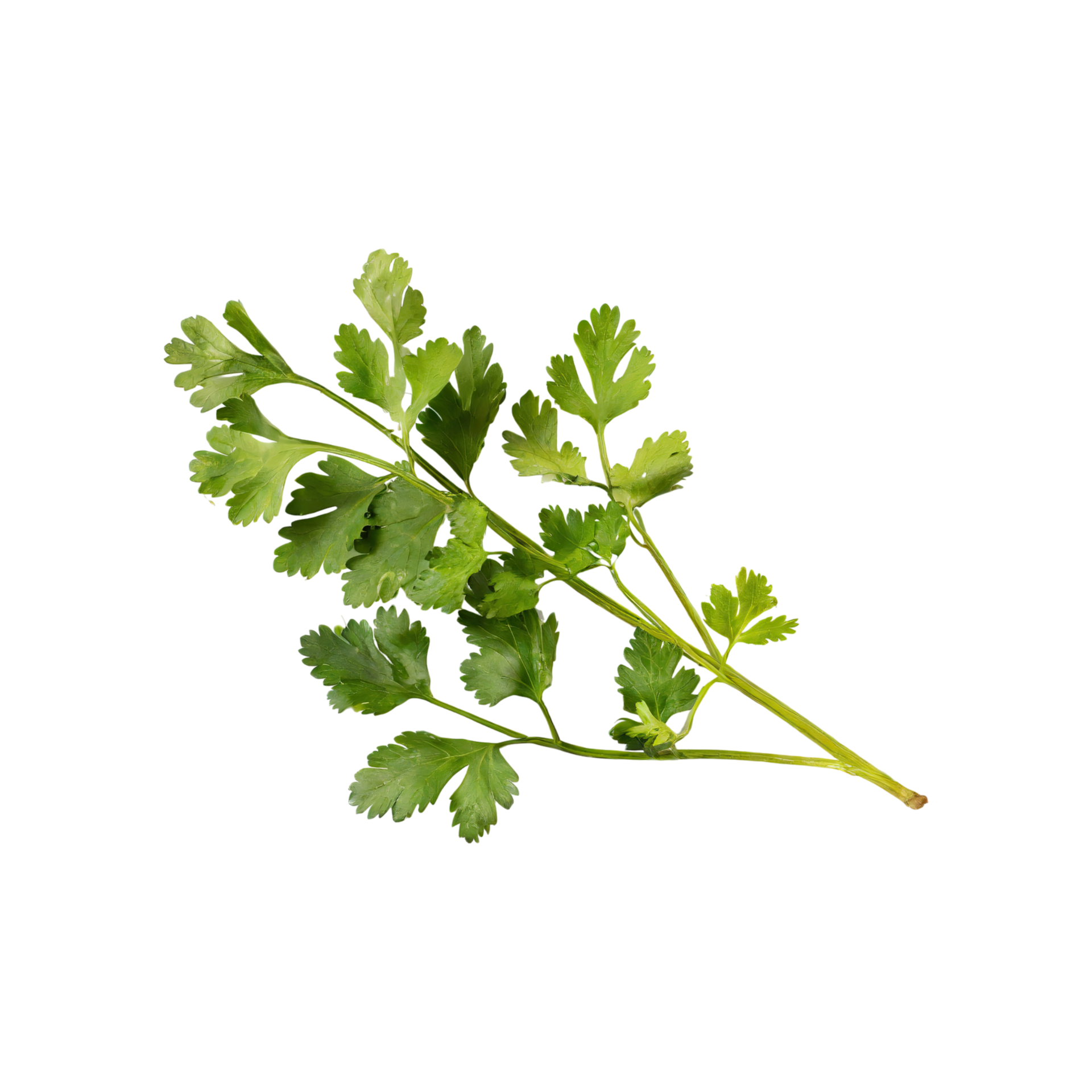 AI generated Sprig Of Dried Green Coriander Leaves, Without Shadow