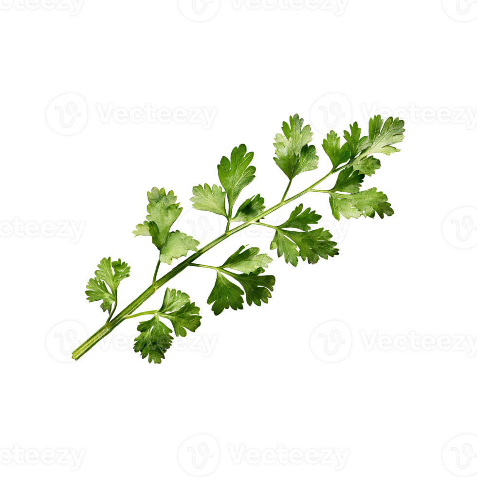 AI generated Sprig Of Dried Green Coriander Leaves, Without Shadow, Isolated Transparent Background png