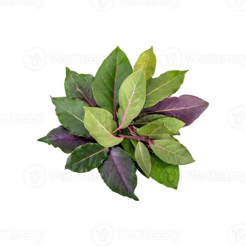 AI generated Floating Of Cluster Of Green And Purple Bay Leaves, Isolated Transparent Background png